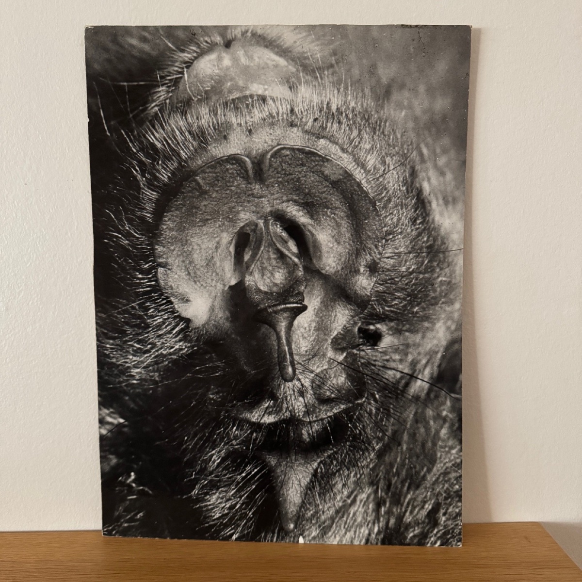 Photo Argentique Bernard Darot XXe Photo Club Nantais Chauve-souris