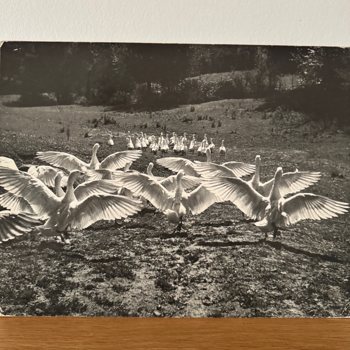 Silver Photo Bernard Darot XXe Photo Club Nantais Le Ballet Des Oies-photo-2