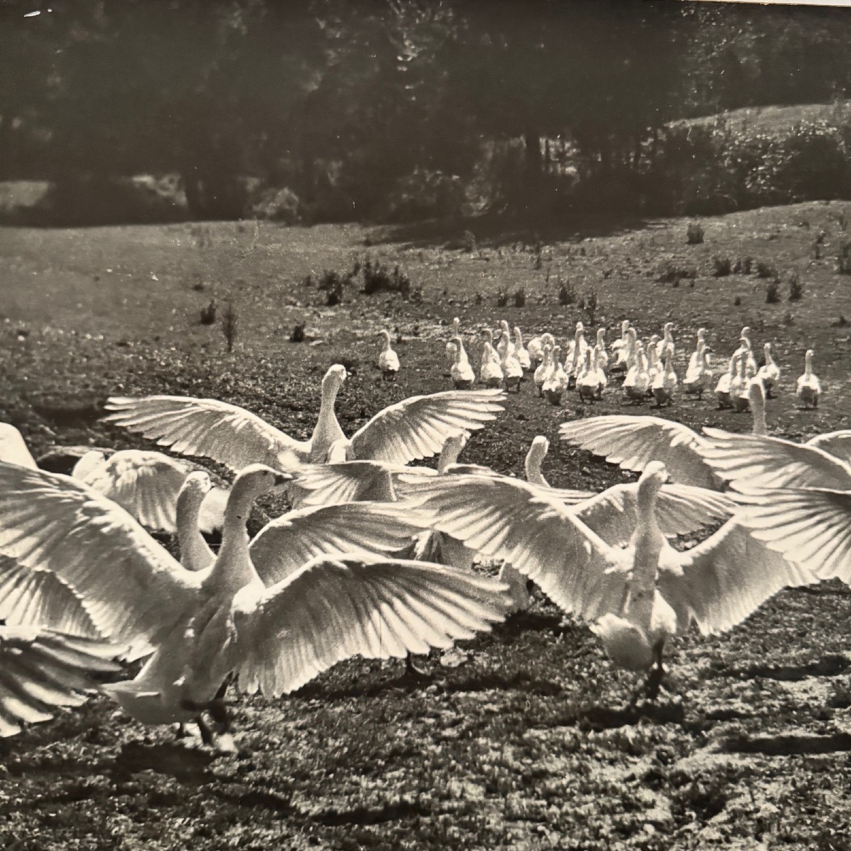 Silver Photo Bernard Darot XXe Photo Club Nantais Le Ballet Des Oies-photo-3