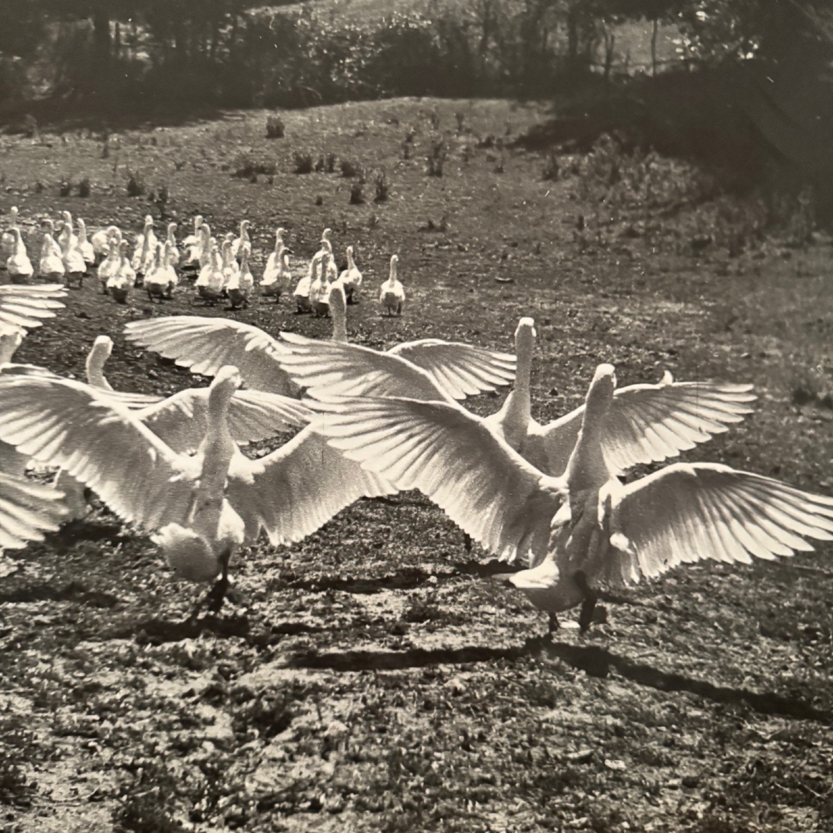 Silver Photo Bernard Darot XXe Photo Club Nantais Le Ballet Des Oies-photo-4
