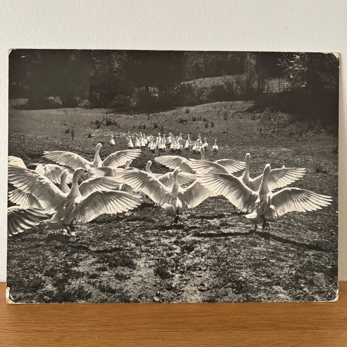 Silver Photo Bernard Darot XXe Photo Club Nantais Le Ballet Des Oies