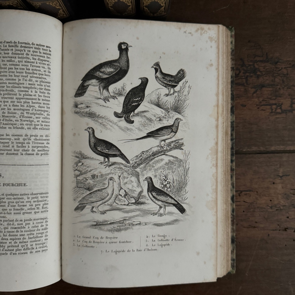 The Complete Works Of Buffon, 7 Volumes With Engravings -photo-7