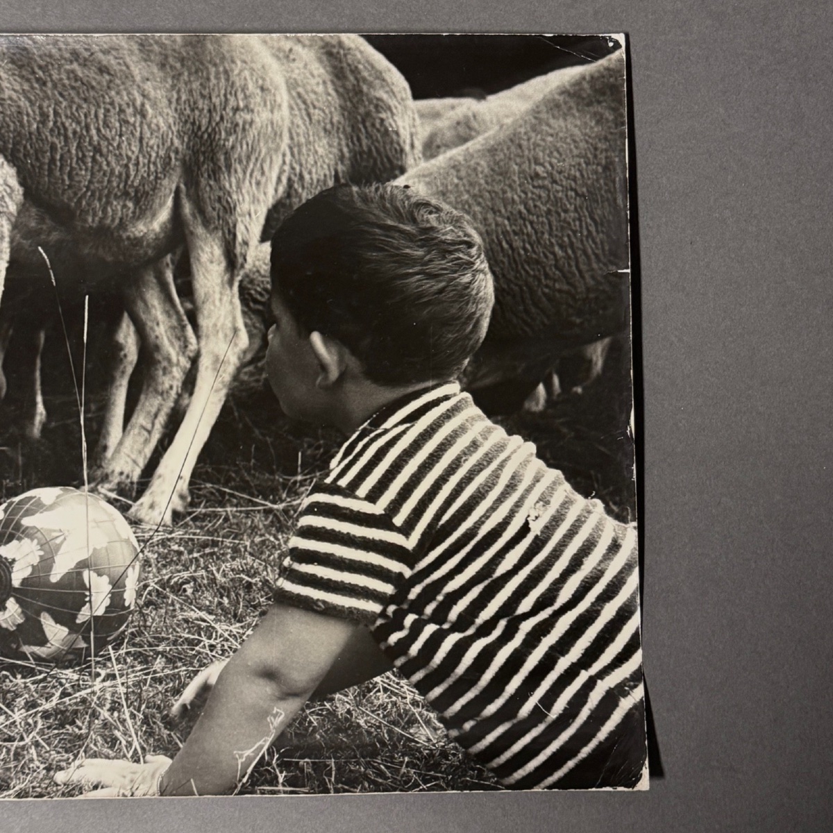 Black-and-white Photo From 1960 Depicting A Child And Some Sheep -photo-3