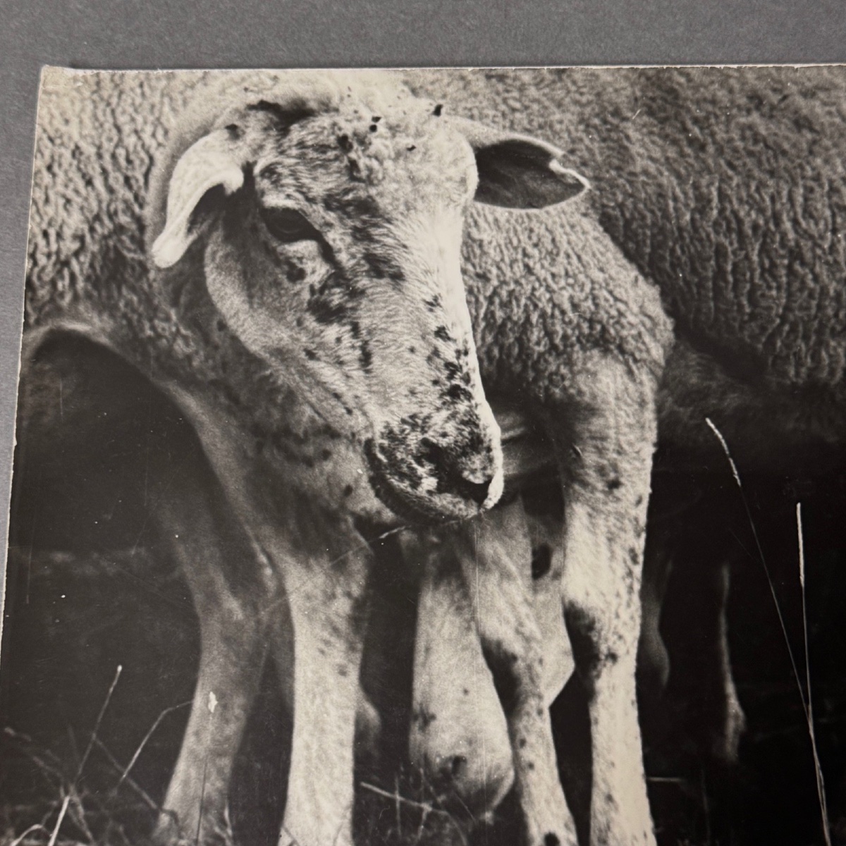 Black-and-white Photo From 1960 Depicting A Child And Some Sheep -photo-1