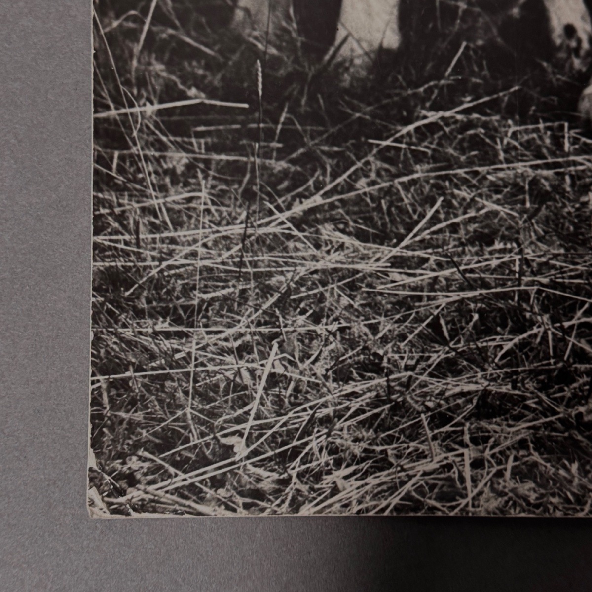 Black-and-white Photo From 1960 Depicting A Child And Some Sheep -photo-3