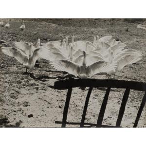 Film Photography By Bernard Darot The Ballet Of The Geese 20th Century