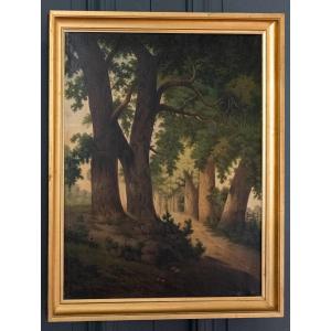 Oil On Canvas, Undergrowth Scene, Early 20th Century