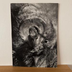 Photo Argentique Bernard Darot XXe Photo Club Nantais Chauve-souris