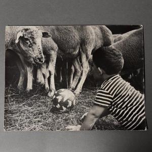Photo noir et blanc 1960 représentant un enfant et des moutons