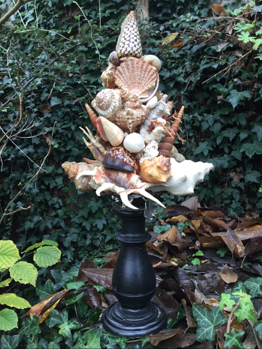 Shell Trophy, Turned Wood Base-photo-2