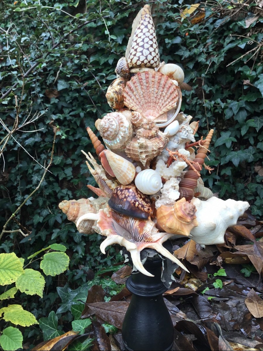 Shell Trophy, Turned Wood Base-photo-3