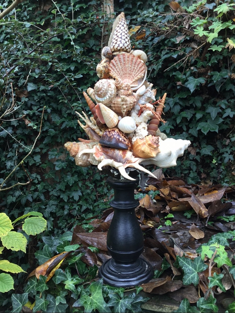 Shell Trophy, Turned Wood Base-photo-4