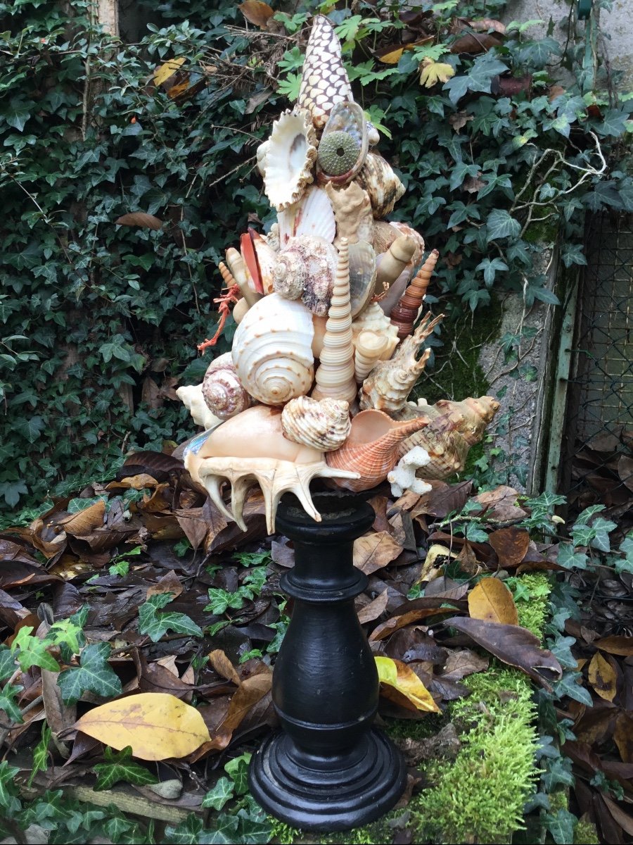 Shell Trophy, Turned Wood Base-photo-1