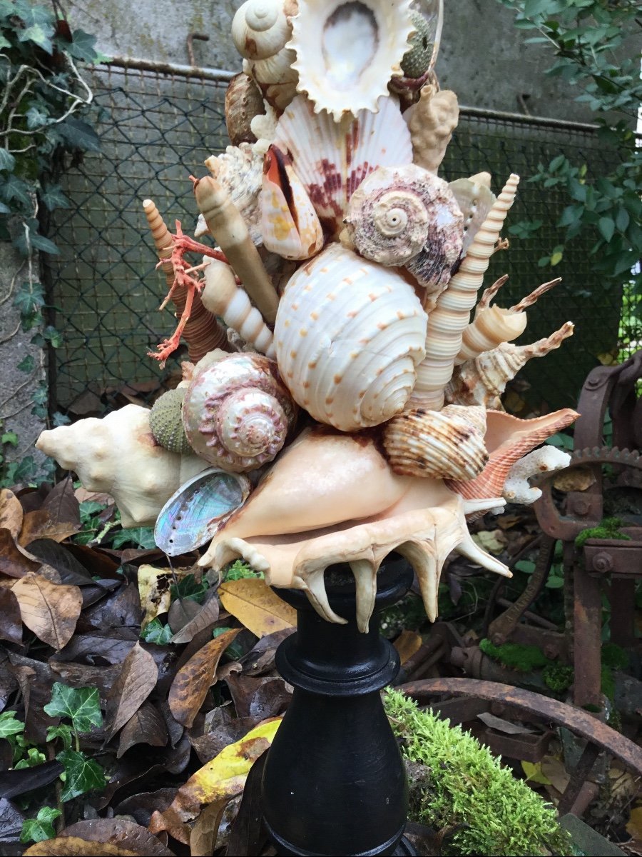 Shell Trophy, Turned Wood Base-photo-2