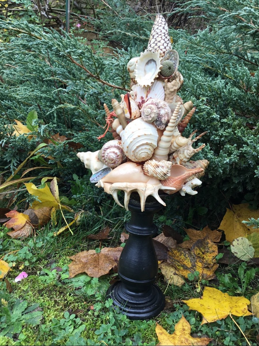 Shell Trophy, Turned Wood Base-photo-4