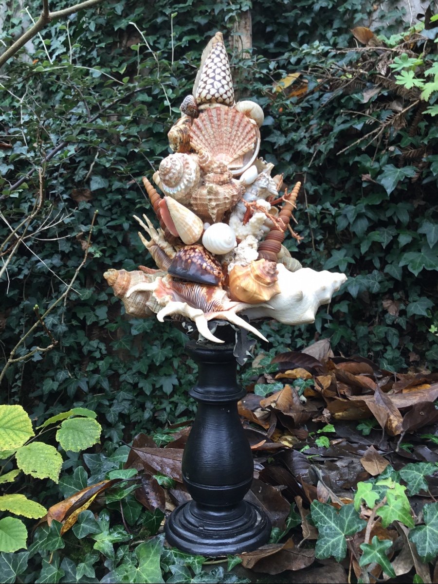 Shell Trophy, Turned Wood Base-photo-5