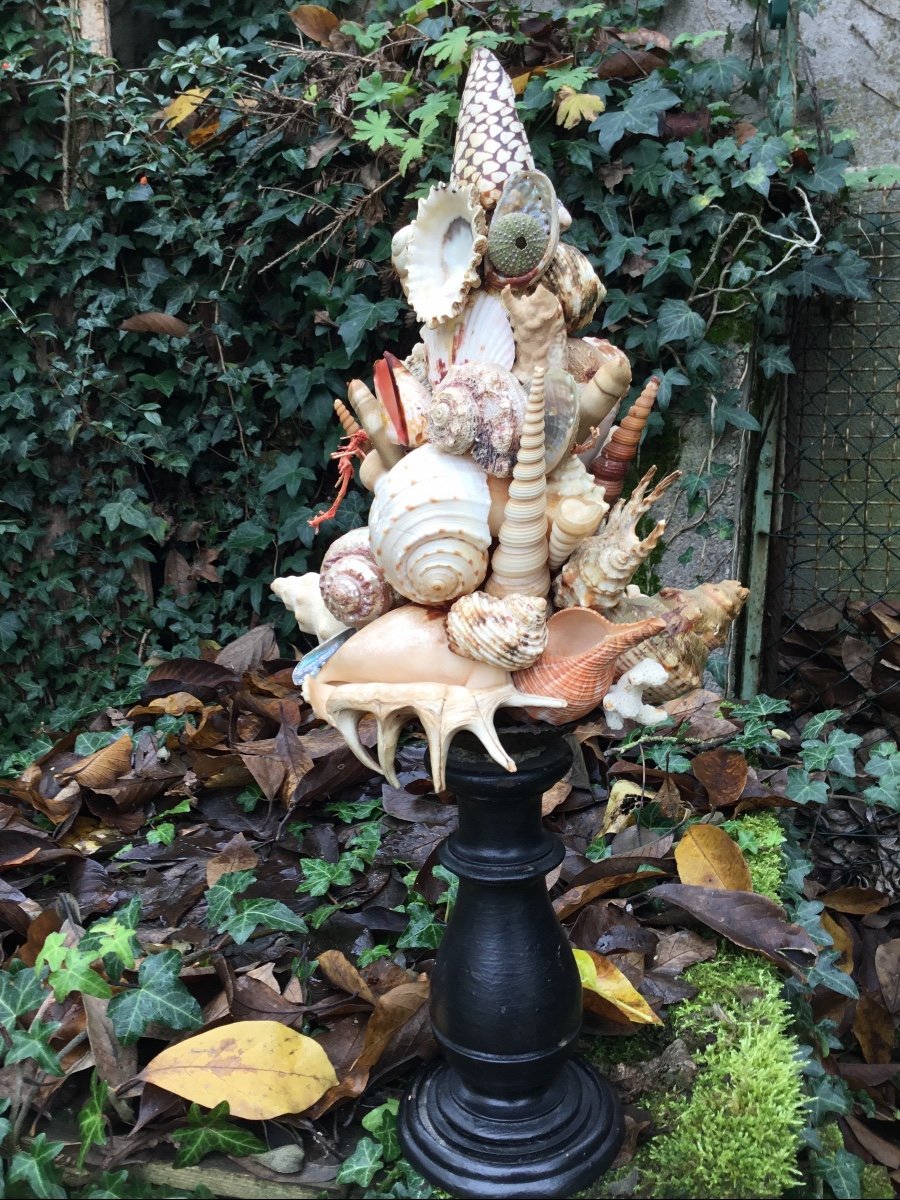Shell Trophy, Turned Wood Base-photo-6
