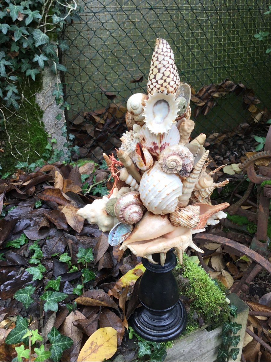Shell Trophy, Turned Wood Base-photo-7