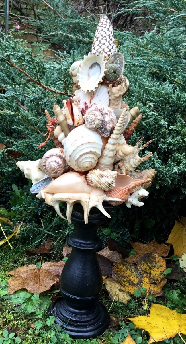 Shell Trophy, Turned Wood Base