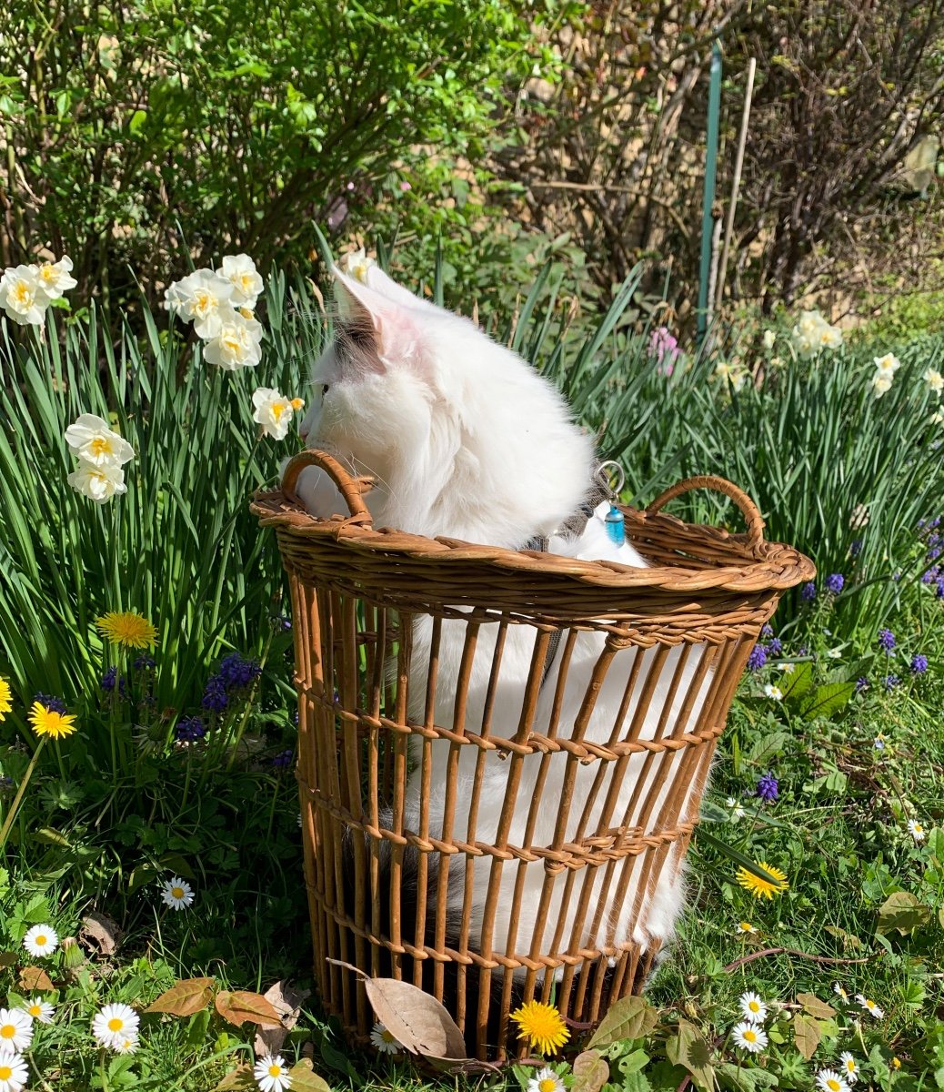 Wastebasket, All In Woven Wicker