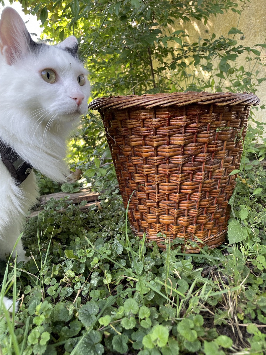 Woven Wicker Wastepaper Basket, Circa 1950-photo-1