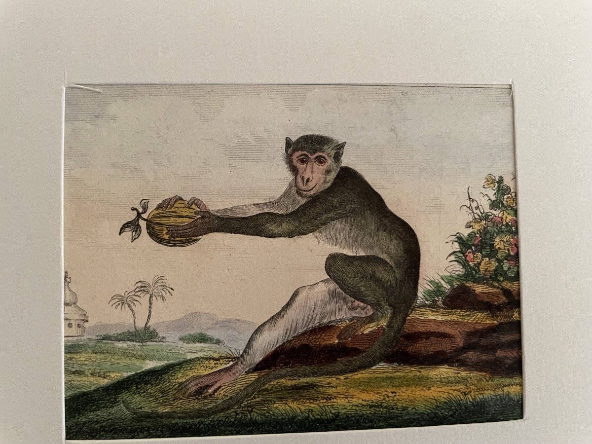 The Series Of 4 Small Monkey Engravings -photo-2