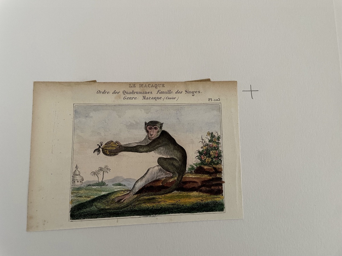 The Series Of 4 Small Monkey Engravings -photo-3