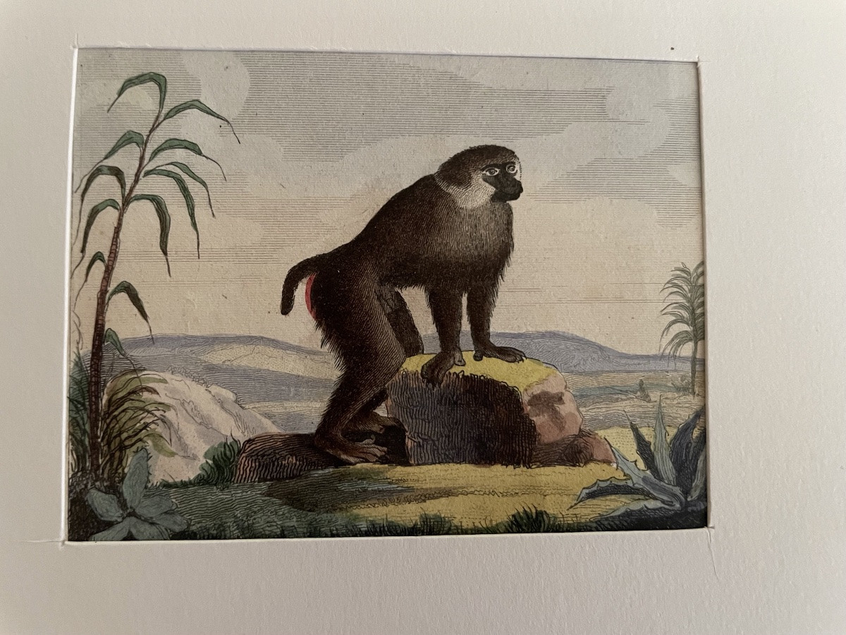 The Series Of 4 Small Monkey Engravings -photo-4