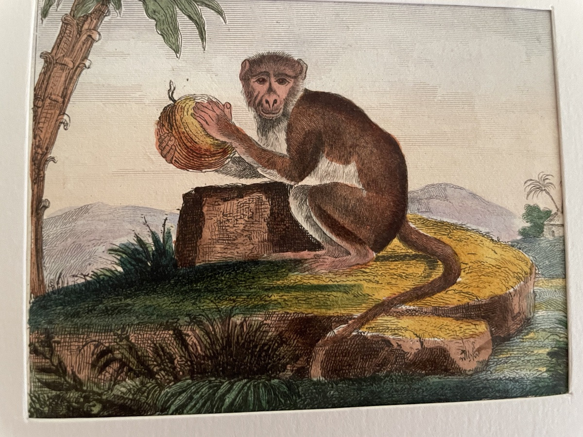 The Series Of 4 Small Monkey Engravings -photo-4