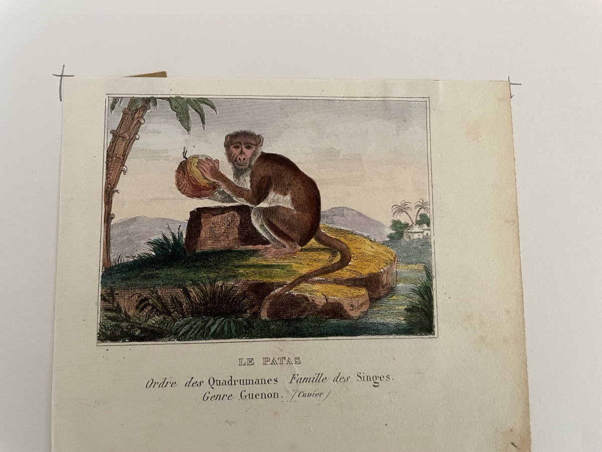The Series Of 4 Small Monkey Engravings -photo-5