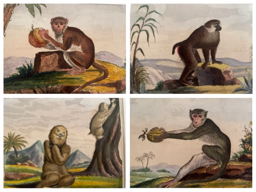 The Series Of 4 Small Monkey Engravings 