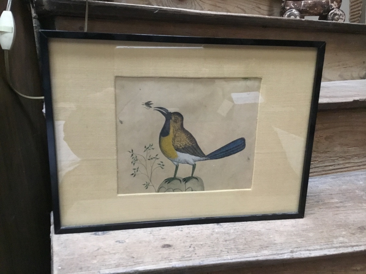 The Bird And The Insect Watercolor-photo-2