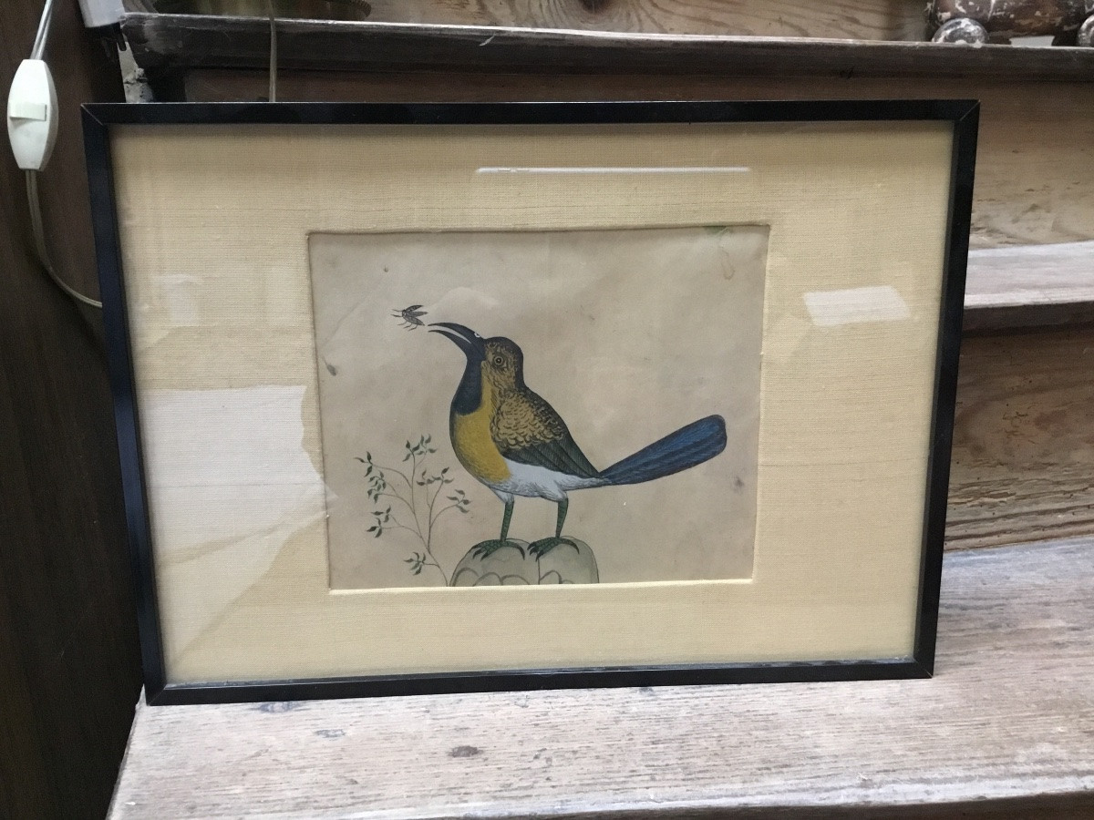 The Bird And The Insect Watercolor-photo-3