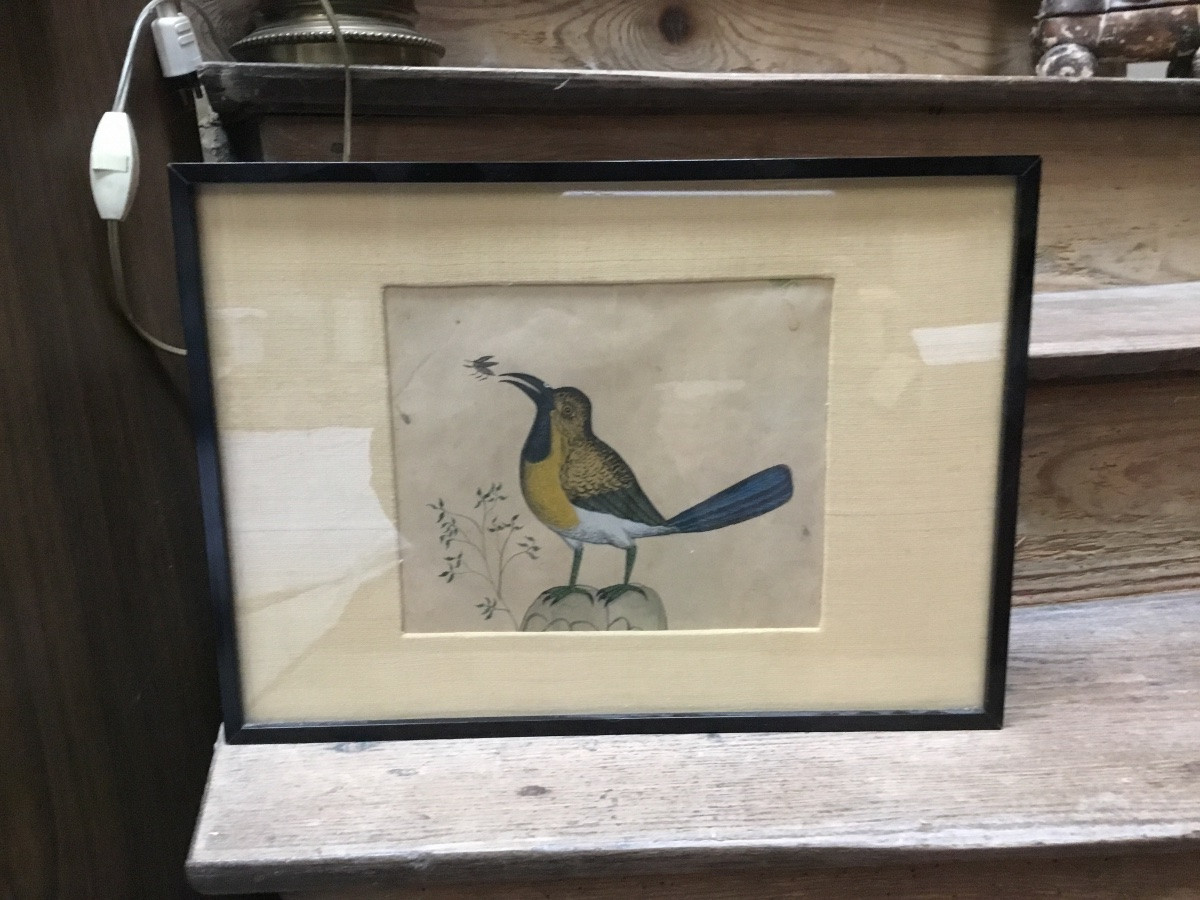 The Bird And The Insect Watercolor-photo-4