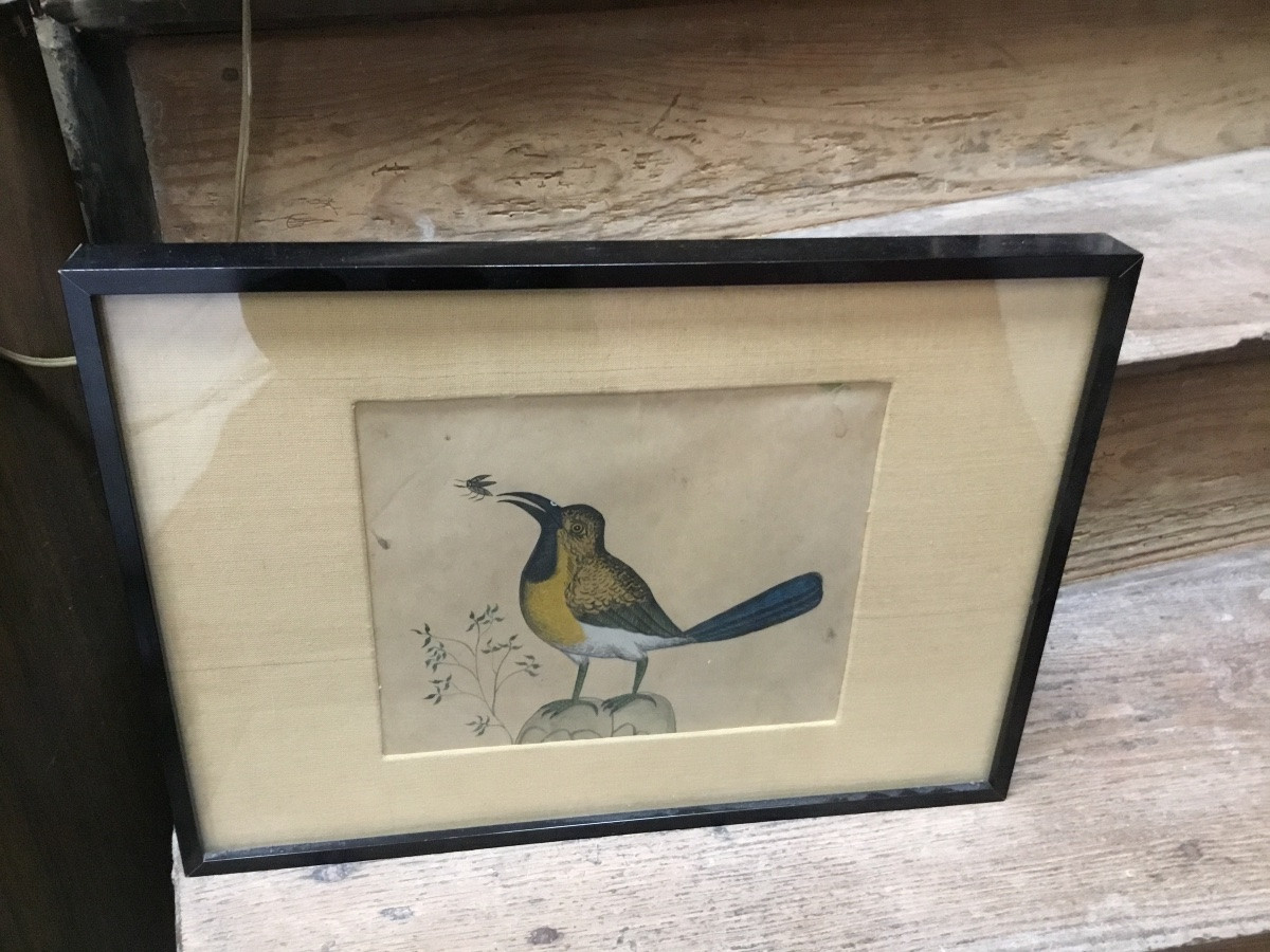 The Bird And The Insect Watercolor-photo-1