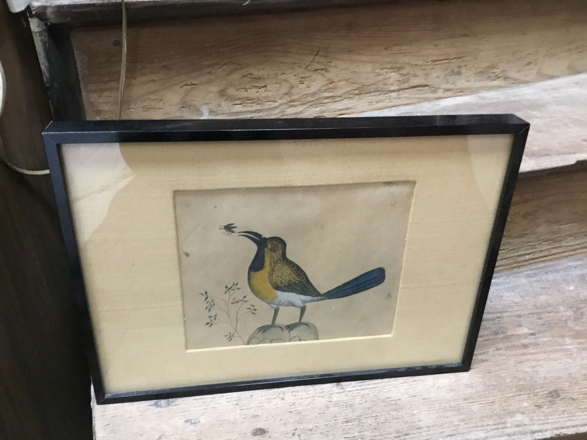 The Bird And The Insect Watercolor-photo-2