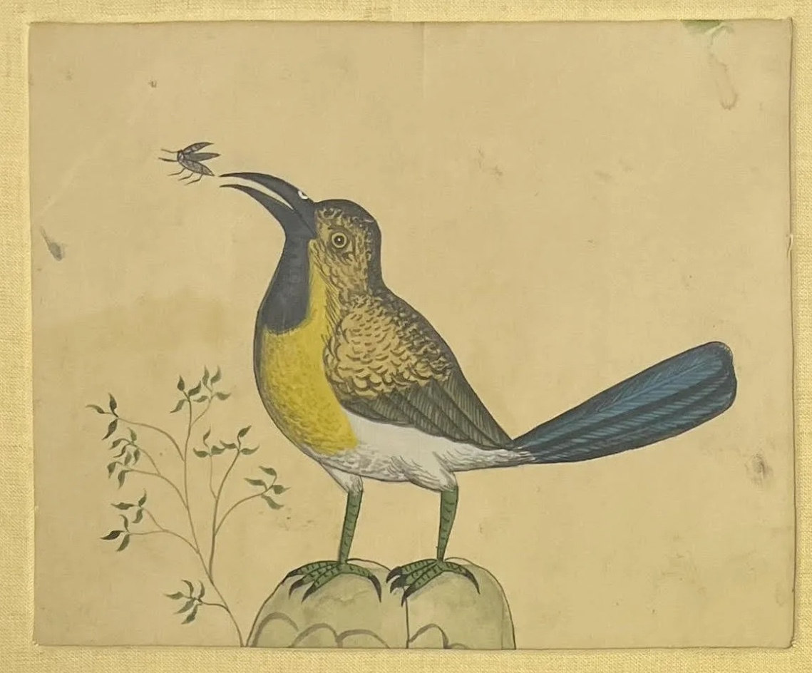 The Bird And The Insect Watercolor