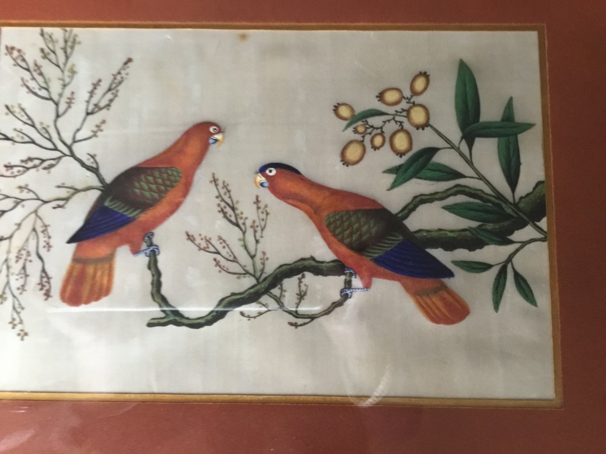 Couple de Perroquets, Chine Canton XIXème, Gouache Sur Papier De Riz-photo-4