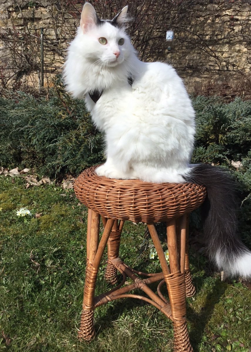 Tabouret En Bambou Tressé , Années 50-photo-2