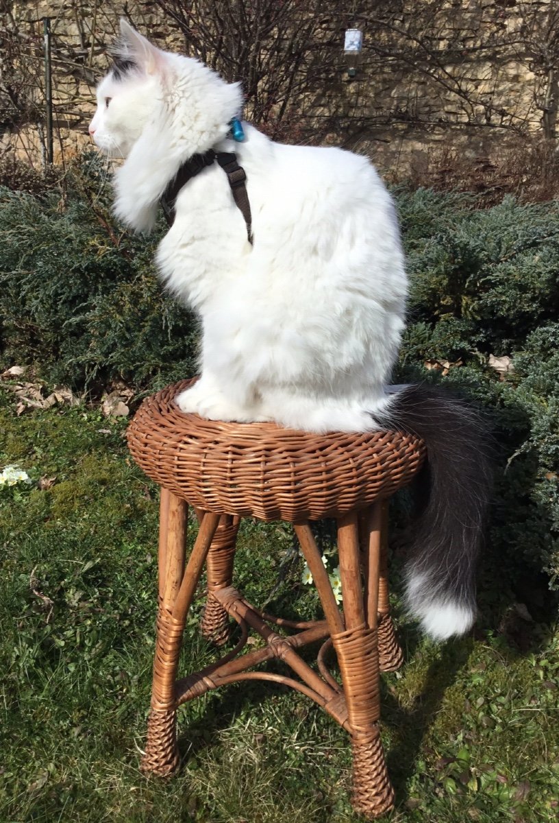 Tabouret En Bambou Tressé , Années 50-photo-3