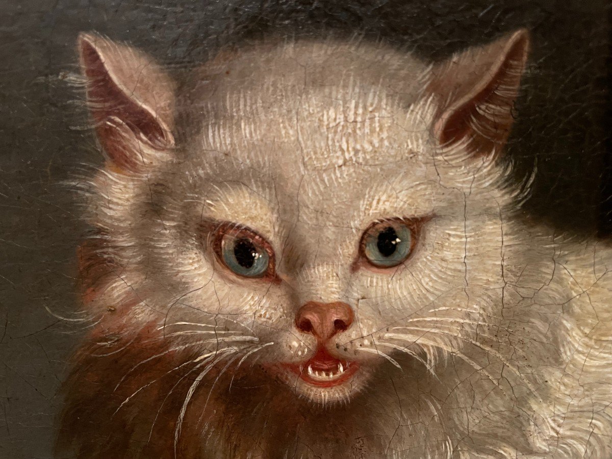 Painting The Angora Cat And The Canary By Jacques Barthélémy Delamarre XVIIIth Century-photo-3