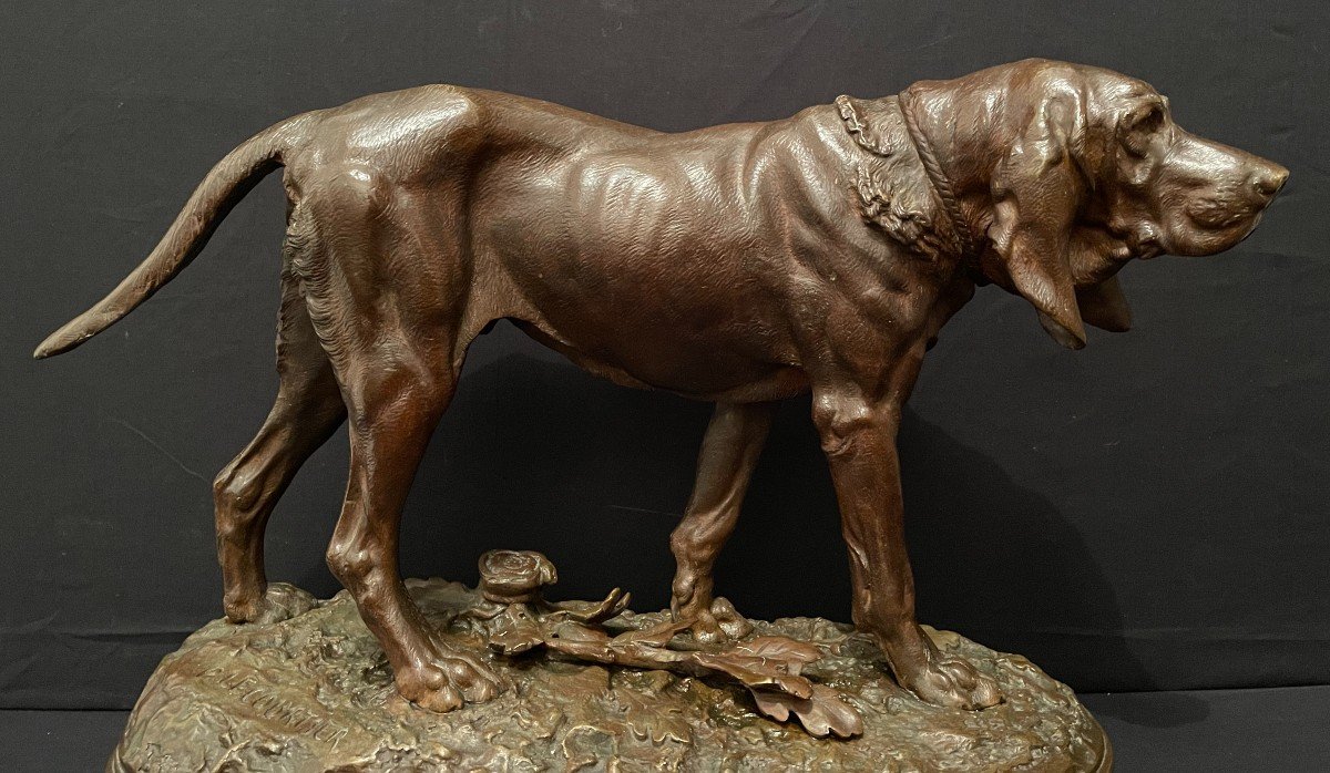 Important Bronze Chien De Meute Saint-Hubert Bloodhound Par Lecourtier Fin XIXème-photo-2