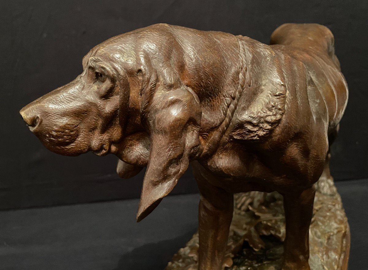 Important Bronze Chien De Meute Saint-Hubert Bloodhound Par Lecourtier Fin XIXème-photo-3