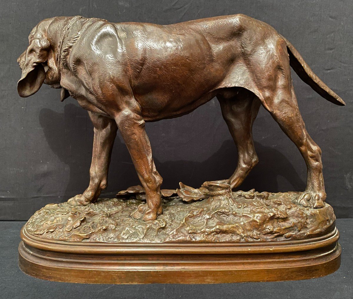 Important Bronze Chien De Meute Saint-Hubert Bloodhound Par Lecourtier Fin XIXème-photo-4