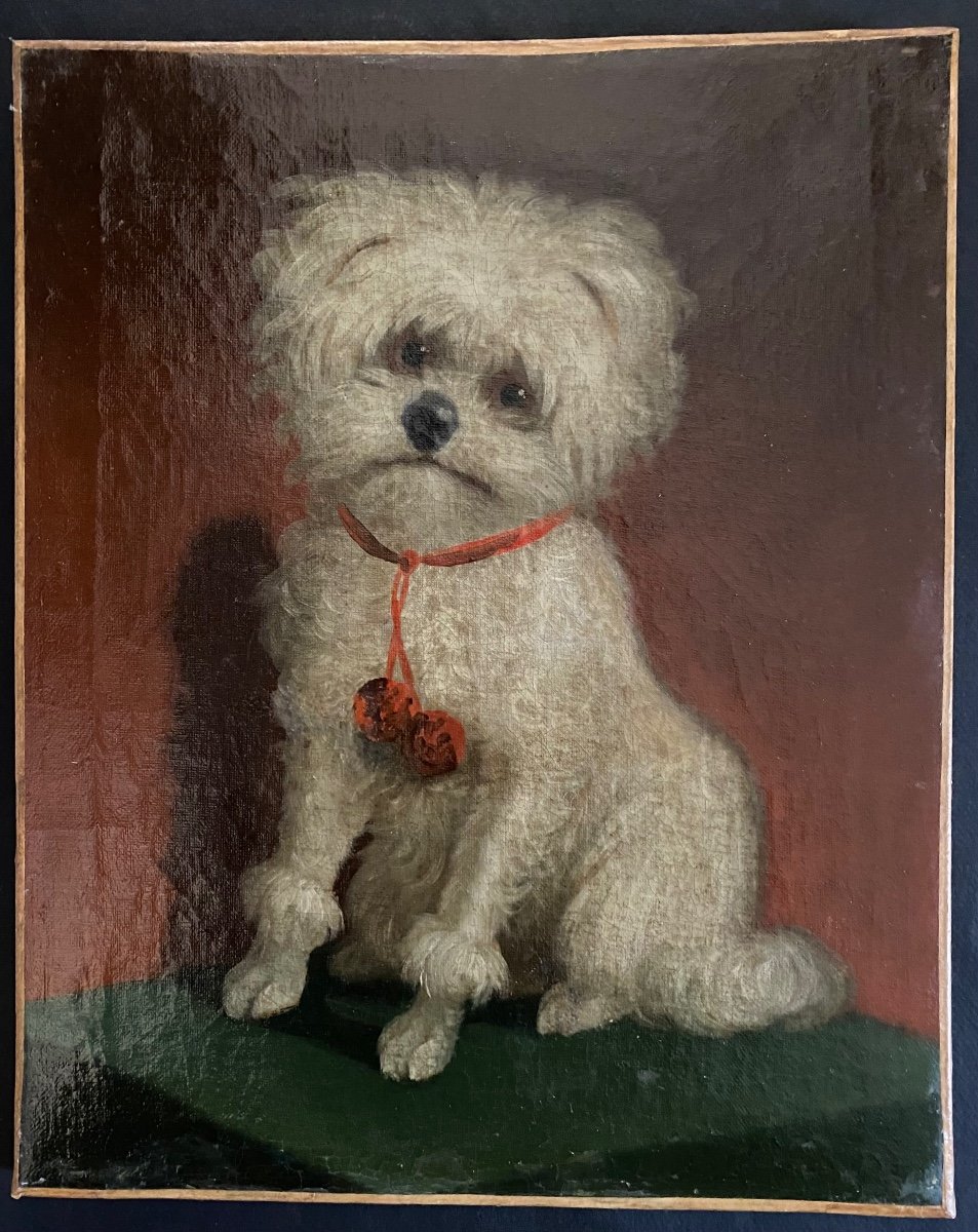 « Bichon maltais  Au Collier Rouge». Portrait De Chien. Huile Sur Toile Animalière . XIXème.  