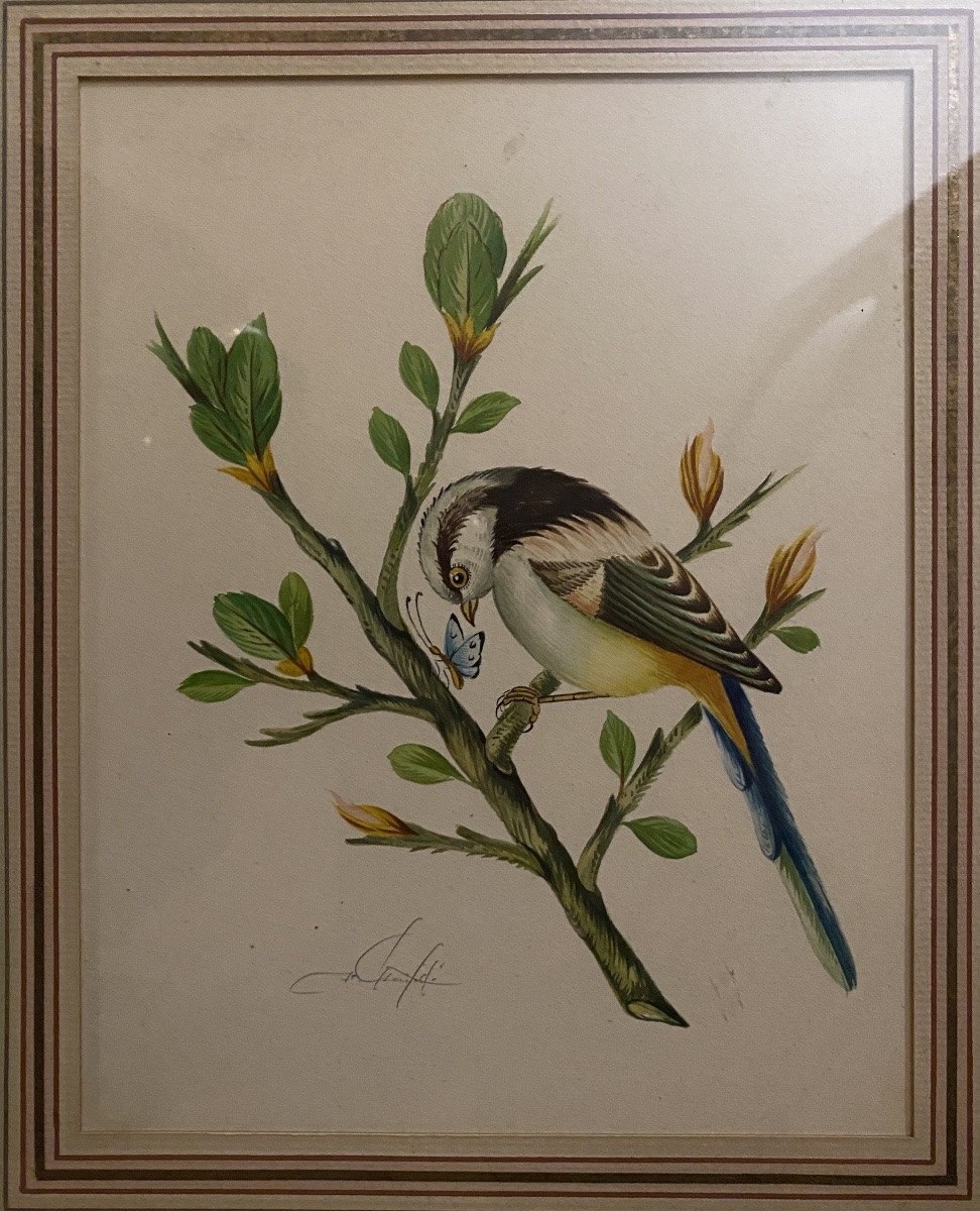 “bird And Butterfly”. Framed Gouache, Mid-20th Century, Persian Style. -photo-2