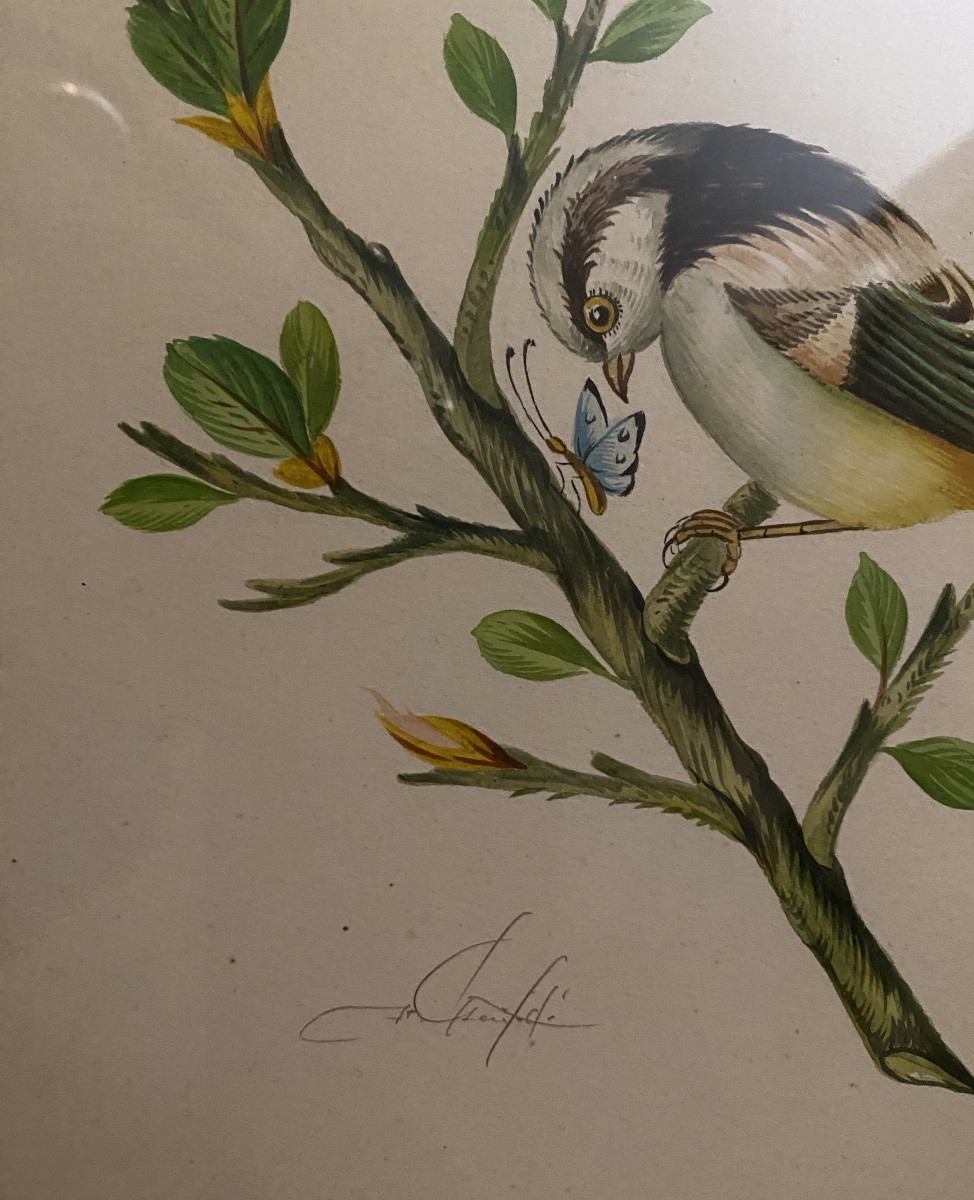 “bird And Butterfly”. Framed Gouache, Mid-20th Century, Persian Style. -photo-3