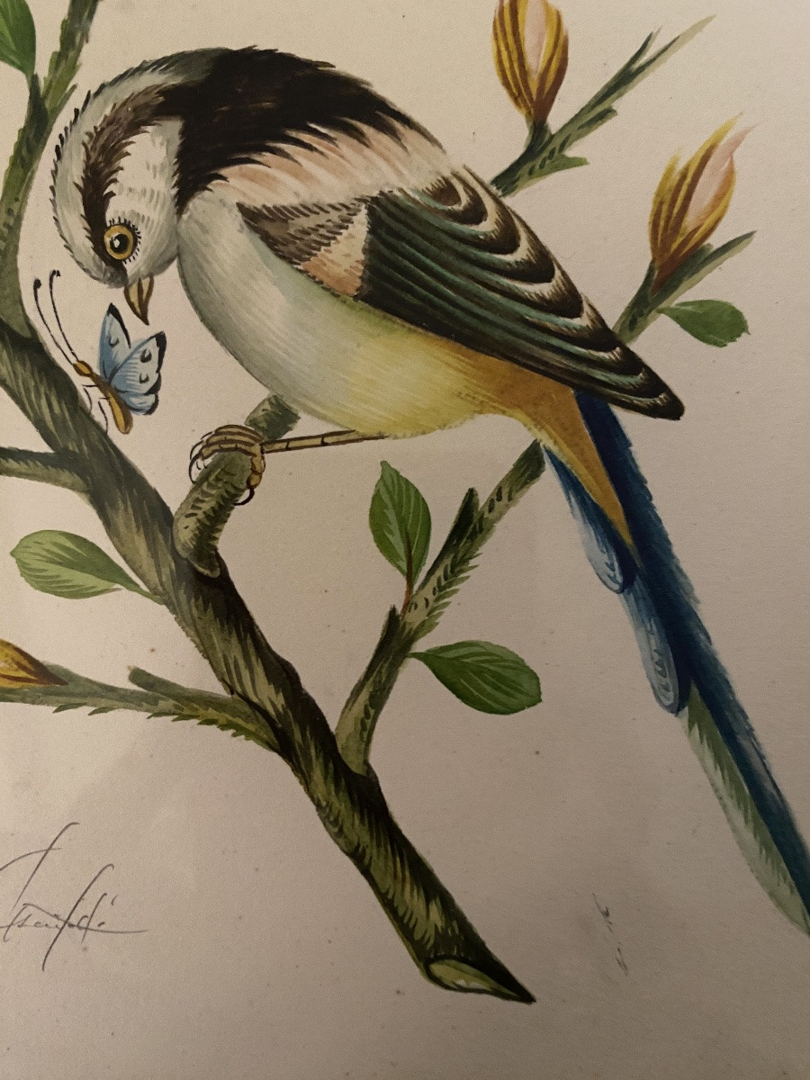 “bird And Butterfly”. Framed Gouache, Mid-20th Century, Persian Style. -photo-4