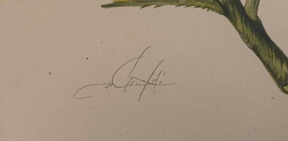 “bird And Butterfly”. Framed Gouache, Mid-20th Century, Persian Style. -photo-1