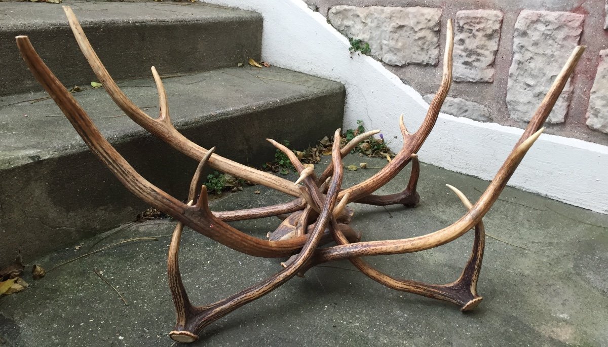 Low Table. Mid XXth. Deer Antler And Glass Top. Hunting Cabinet.-photo-2